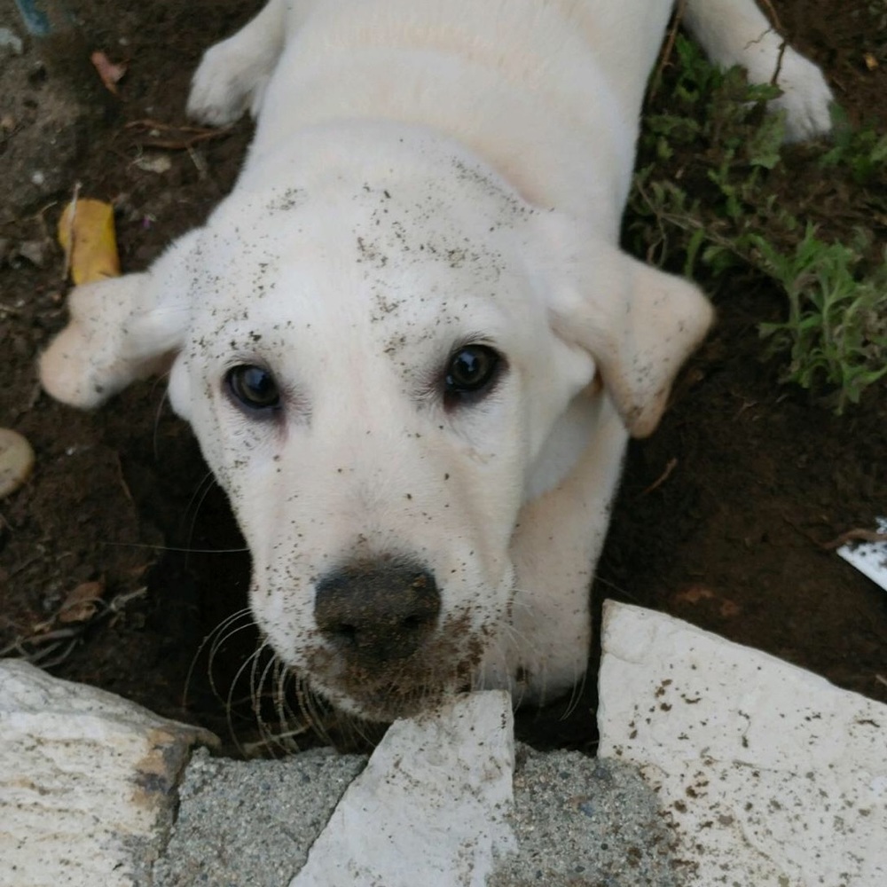 Meet your Posher, Sammie